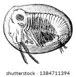 estheria is a species of... | Shutterstock .eps vector #1384711394