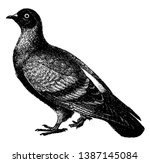 Blue Rock Dove Or Rock Pigeon...
