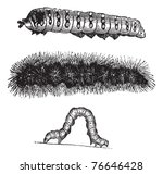 Caterpillar  Vintage Engraving. ...