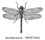 Fig 1. Dragonflies  Vintage...
