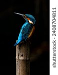 Small photo of common kingfisher Common kingfisher is small bird in kingfisher group (about 17 cm) with the typical short-tailed