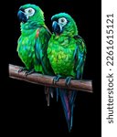 Chestnut Fronted Macaw Drawing...