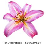 Day Lily Flower Pink Drawing ...