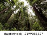 The Redwood National And State...