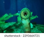 Small photo of close up photo of Pacific lamprey mouth