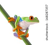 Red Eyed Tree Frog Isolated On...