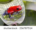 Strawberry poison arrow frog ...