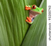 Curious Red Eyed Tree Frog...