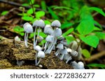Small photo of Little Coprinellus. It is a genus of mushroom-forming fungi in the family Psathyrellaceae. The genus was circumscribed by the Finnish mycologist Petter Adolf Karsten in 1879