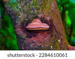 Small photo of Laricifomes officinalis, also known as agarikon, eburiko, or quinine conk, is a wood-rotting fungus that causes brown liver rot in conifers native to Europe, Asia, and North America, and Marocco