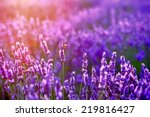 lavender in sunset flare