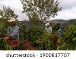 Farmers Harvesting Coffee In...