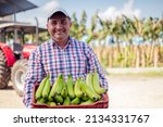 Man In Banana Farm  Holds Green ...