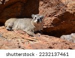 Hyrax In Namibian Desert Africa ...