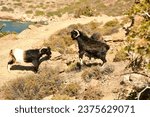 Wild Goats in greece fighting against each other Kalymnos. High quality photo