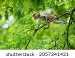 A baby monkey climbs on the Pithecellobium dulce trees in the natural forest.