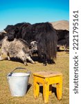 Small photo of Baby yack milking its mother in Orkhon valley in Mongolia