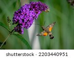 Small photo of Hornets, bees and bumblebees - beautiful and elegant. Unfortunately, often unjustly discredited, because they are wonderful insects, very unusual and pretty as a picture.