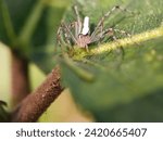 Small photo of animal, animals, arachnid, arachnida, arachnids, araneae, arthropod, brown, care, detail, egg, eggs, fauna, female, insect, invertebrate, lynx, lynx spider, macro, natural, nature, oxyopidae, parental