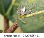 Small photo of animal, animals, arachnid, arachnida, arachnids, araneae, arthropod, brown, care, detail, egg, eggs, fauna, female, insect, invertebrate, lynx, lynx spider, macro, natural, nature, oxyopidae, parental