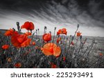Poppies On A Meadow