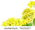 frame from yellow primrose