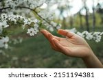 hand touching blossom almond trees leaves in springtime. Horizontal cropped view of unrecognizable woman holding white flowers in almond tree. Nature and springtime blooming flowers.