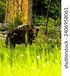 Small photo of Moose in marsh wilderness, vegetation, travel, running shoes, conservation, fall, wild, nature, moose, marsh, outdoor, portrait, green, wildlife, grass, mammal, alces, color, forest, animal, backgroun