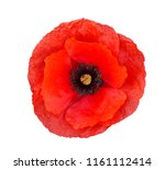 Single Red  Poppy Isolated On...