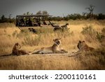 Yawning lioness with cubs lying in savanna grass in front of a safari jeep in the  magical Okavango Delta in Botswana. Seen on a wilderness safari in July 2022.