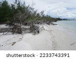 Small photo of Due to Coastal Aberration. Plants along the coast fell and died. Likewise, coral reefs washed ashore and also died. Nature needs our concern to protect it.