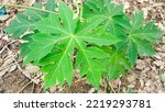 Small photo of Daun Pepaya or Pawpaw leaves in scientific language are called Carica papaya, have potential as herbs and can be eaten.