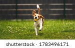 Small photo of Dog fetch a yellow ball in backyard. Active training with beagle dog. Canine theme