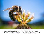 Closeup Of Honey Bee At Work On ...