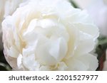 Close up photography of white peony (Paeonia lactiflora - Nancy Nicholls - Nick Shalor) background