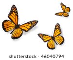 Monarch Butterfly Free Stock Photo - Public Domain Pictures