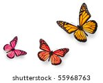 Monarch Butterfly In Various...