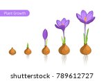 Flower Plant Growth Concept...