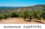 Small photo of a view over an olive grove in Rute, Andalusia, in a sunny spring day, in a panoramic format to use as web banner or header