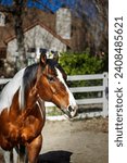Small photo of Beautiful Paint Quarter Horse in a turnout on a bright sunny California day