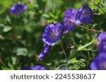 Small photo of Geranium Rozanne in bloom in summer.