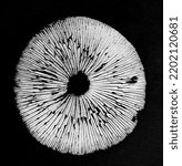 Small photo of white mushroom spore print on black