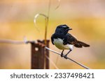 Small photo of portrait of a cute willy (or willie) wagtail (Rhipidura leucophrys) sitting on the fence in atherton tablelands, wild birds of australia, queensland