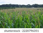 Green Corn Growing In A Farm...