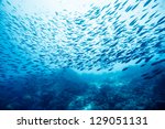 School Of Fish Underwater