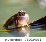 Croaking Frog On The Water