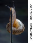 Small photo of Sleazy Snail as a Pole Dancer.Climbing to the needle Point.Bar Atmosphere With Spotlight and Dark Background.