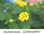 Yellow lantana flower, Lantana acuelatr with blurry background. Common name chapel hill, camara flower. Bunga tembelekan, kancing