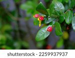 Small photo of Micky mouse plant common names ocha kirkii, carnival ochna or ocha serrulata on tree. Blurry background.