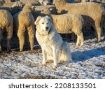 Great Pyrenees Dog With Sheep...